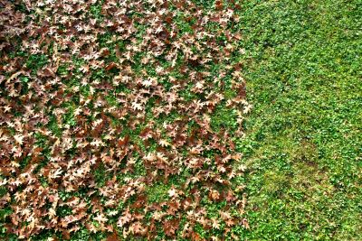 Lawn After Leaf Removal