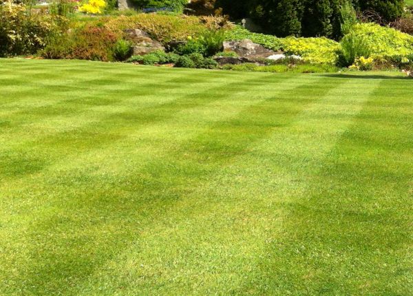 Commercial Grass Cutting in Alexandria
