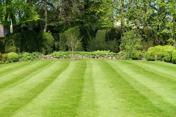 Grass Care Service in Alexandria