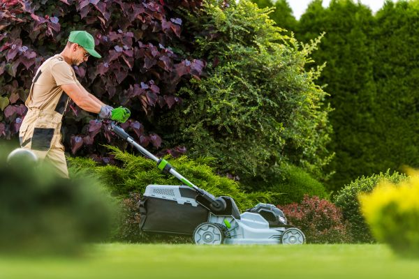 Lawn Management in Alexandria