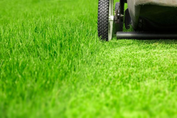 Weekly Lawn Care in Alexandria