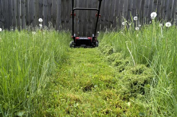 High Grass Mowing in Alexandria