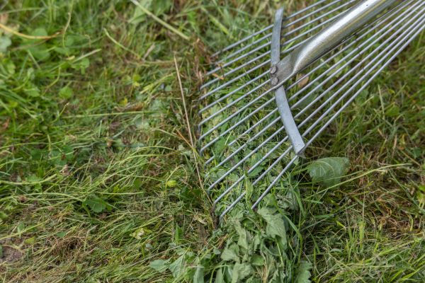 Thatch Raking in Alexandria