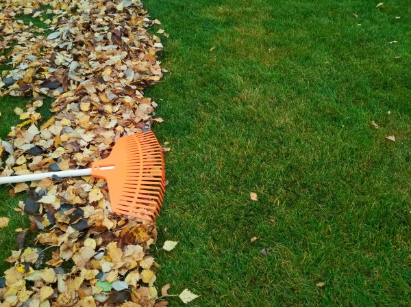 Fall Lawn Care in Alexandria