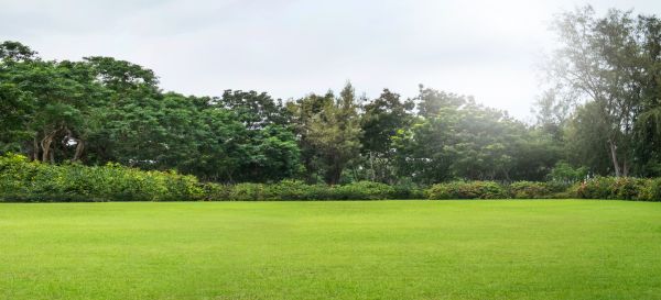 Golf Course Mowing in Alexandria